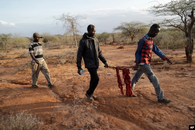 Locals carry elephant meat that was killed by Kenya Wildlife Service rangers after the elephant killed a woman while wandering for water and food in Loolkuniyani, Samburu County in Kenya on Oct. 16, 2022. (AP Photo/Brian Inganga)
