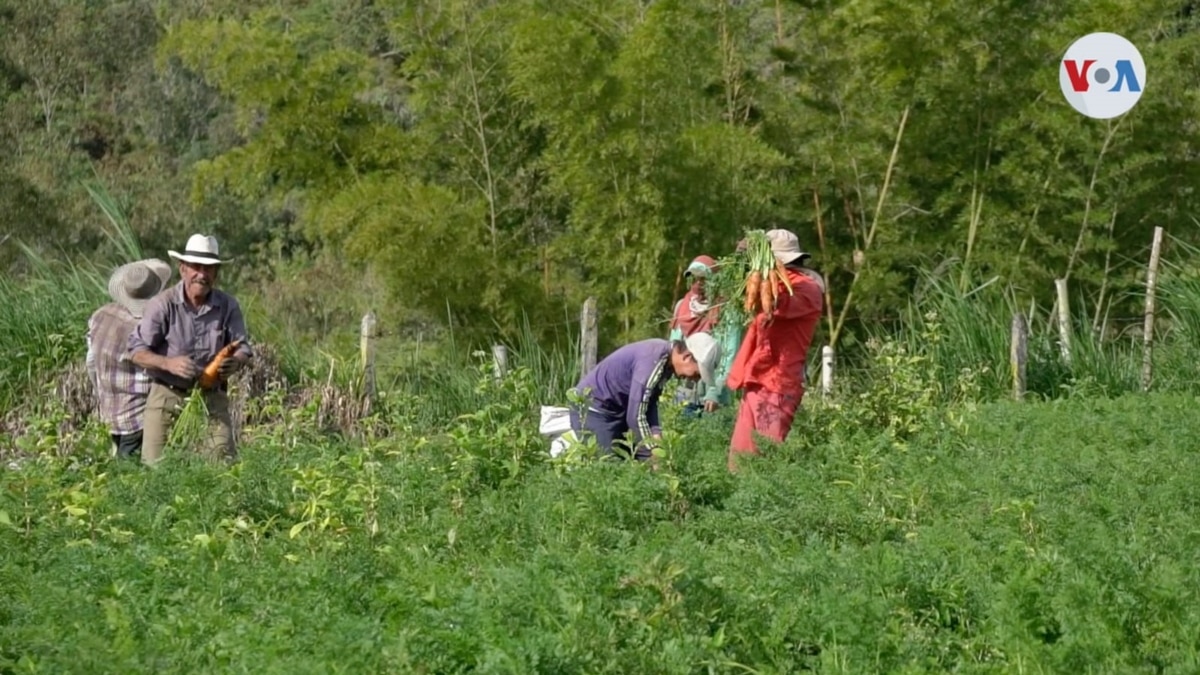 Gobierno De Colombia Avanza En Implementación De Reforma Agraria 4929