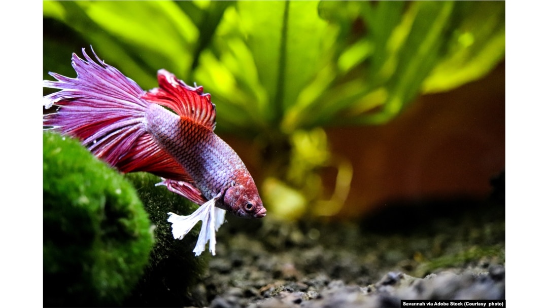 How to Keep a Betta Fish