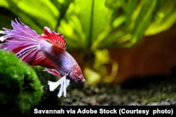 Betta fish swimming in aquarium