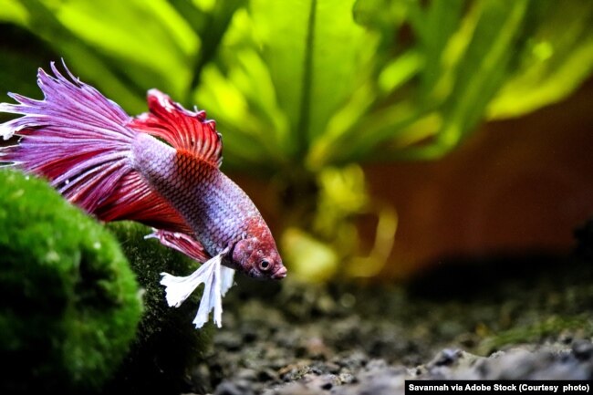 Betta fish swimming in aquarium