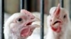 مرغی کا گوشت مزید مہنگا ہو سکتا ہے، پولٹری ایسوسی ایشن کا انتباہ