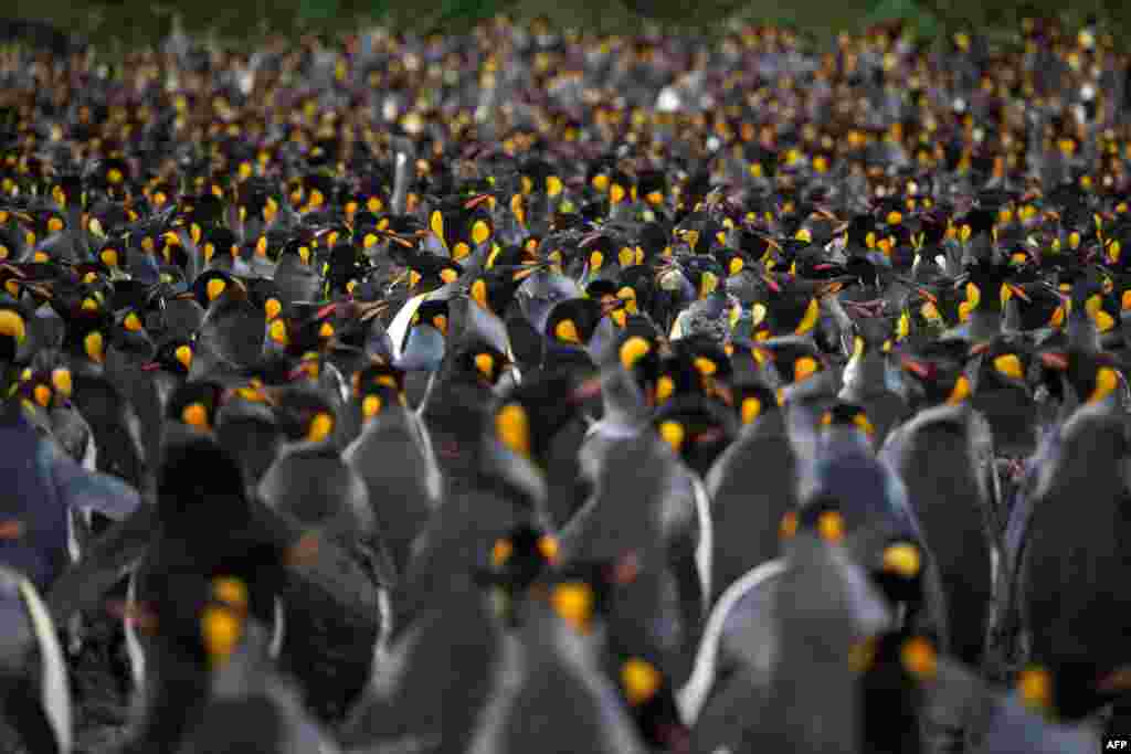 Thousands of penguins (Manchots Royaux) are pictured, Dec. 21, 2022, on the Possession Island, part of the Crozet Islands which are a sub-Antarctic archipelago of small islands in the southern Indian Ocean.