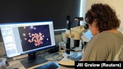 ARHIVA, ILUSTRACIJA - Naučnica posmatra mikroskopski snimak u Taunsvilu, u Australiji, 12. decembra 2022.