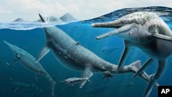 This illustration provided by the Smithsonian National Museum of Natural History in December 2022 depicts a group of adult and newly born Triassic shonisaurus ichthyosaurs. (Gabriel Ugueto/NMNH via AP)