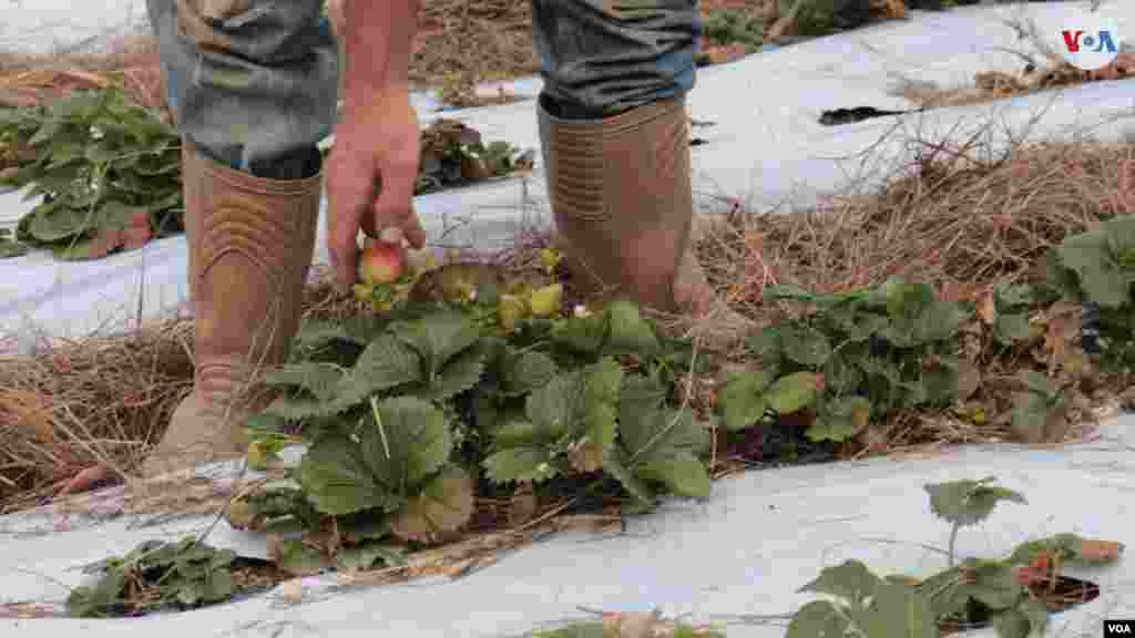 La Colonia Tovar, uno de los sitios más curiosos de Venezuela, se sostiene por el turismo y la agricultura. Foto: Nicole Kolster, VOA.