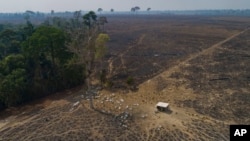 FILE - Cattle graze on land burned and deforested by cattle farmers near Novo Progresso, Para state, Brazil, Aug. 23, 2020.