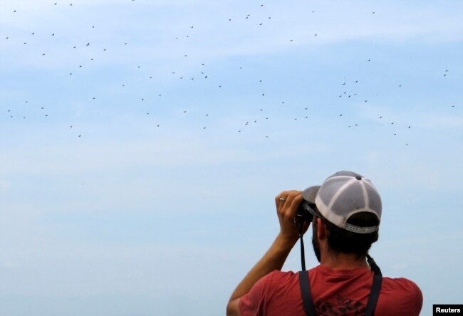 A birdwatcher observes the Rio de Rapaces phenomenon on top of Hotel Bienvenido, in Jose Cardel, Veracruz, Mexico October 17, 2022. (REUTERS/Carolina Pulice)