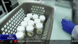 Paris, farmacitë prodhojnë kapsula amoksiciline 