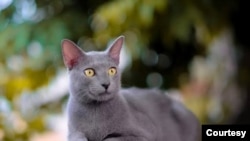Busok-- Kucing ini sebetulnya berasal dari pulau kecil bernama Raas yang termasuk wilayah kepulauan Madura (Dokumentasi ICA)