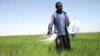 (FILE) A farm worker spreads urea fertilizer over their rice field in the Senegal River valley.