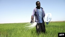 (FILE) A farm worker spreads urea fertilizer over their rice field in the Senegal River valley.