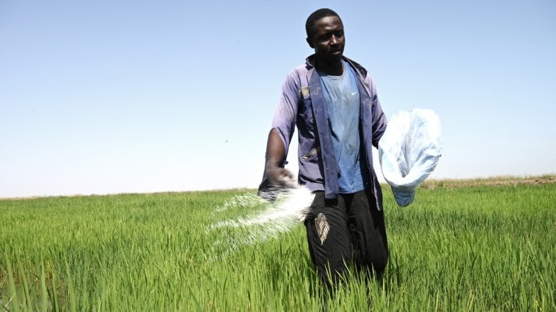 Le Sénégal moissonne et montre que cultiver le blé est possible
