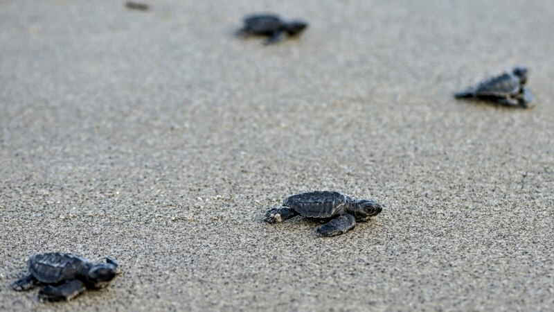 Des tortues menacées renouent avec la terre d'Afrique
