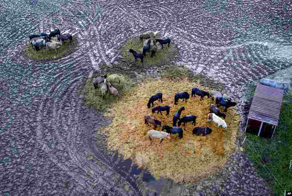 Icelandic horses avoid standing in the mud in Wehrheim near Frankfurt, Germany.