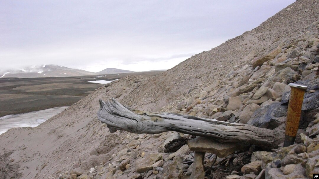 Batang berumur dua juta tahun dari pohon larch tersangkut di permafrost di dalam endapan pantai di Kap Kobenhavn, Greenland. (Svend Funder via AP)