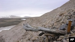 Batang berumur dua juta tahun dari pohon larch tersangkut di permafrost di dalam endapan pantai di Kap Kobenhavn, Greenland. (Svend Funder via AP)