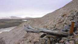 Batang berumur dua juta tahun dari pohon larch tersangkut di permafrost di dalam endapan pantai di Kap Kobenhavn, Greenland. (Svend Funder via AP)