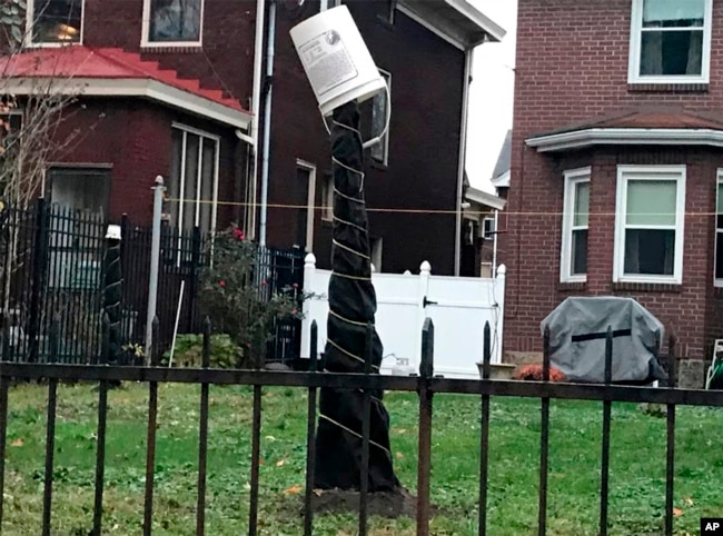 This 2020 image provided by Mary Menniti shows a fig tree wrapped in tar paper and topped with a protective bucket in Pittsburgh. (Mary Menniti/TheItalianGardenProject.com via AP)