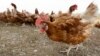 FILE - Chickens walk in a fenced organic farm in Iowa, Oct. 21, 2015. Nebraska agriculture officials say another 1.8 million chickens must be killed after bird flu was detected on a farm in the latest sign that the current outbreak continues to spread.