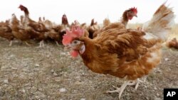 FILE - Chickens walk in a fenced organic farm in Iowa, Oct. 21, 2015. Nebraska agriculture officials say another 1.8 million chickens must be killed after bird flu was detected on a farm in the latest sign that the current outbreak continues to spread.