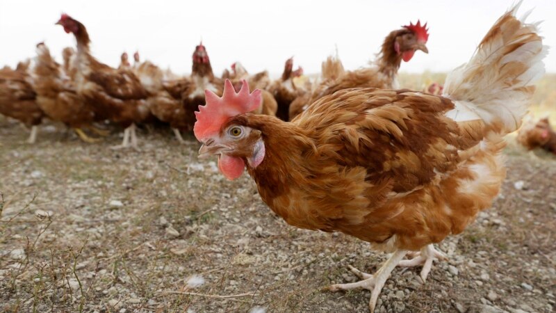 Bird Flu in Nebraska Prompts Slaughter of Additional 1.8M Chickens
