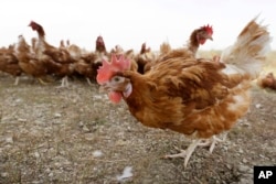 FILE - Chicken walk in a fenced organic farm in Iowa, Oct. 21, 2015.