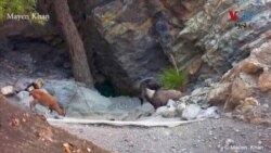 مين خان پخپله کېمره د ځنګل او ځنګلي حيوناتو د ارزښت او خوندتوب په اړه په خلکو کې پوهه خپروي