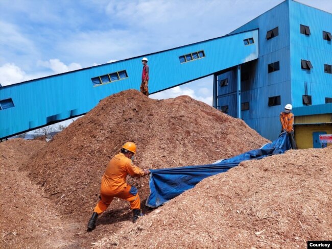 PT PLN uji coba penggunaan 75 persen biomassa kepingan kayu untuk co-firing pada PLTU Bolok, NTT yang berkapasitas 2×16,5 Megawatt (MW). (foto PLN)