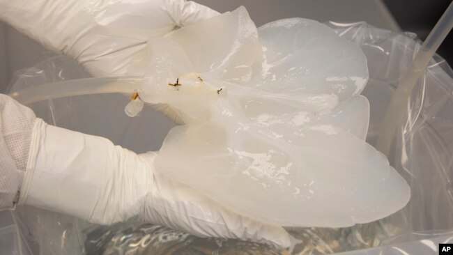 A pig liver that has been "decelled" is held by a technician in a Micromatrix laboratory on Tuesday, Dec. 8, 2022, in Eden Prairie, Minn. (AP Photo/Andy Clayton-King)