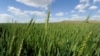 Hybrid Wheat May Lead to More Food without GMO Fears