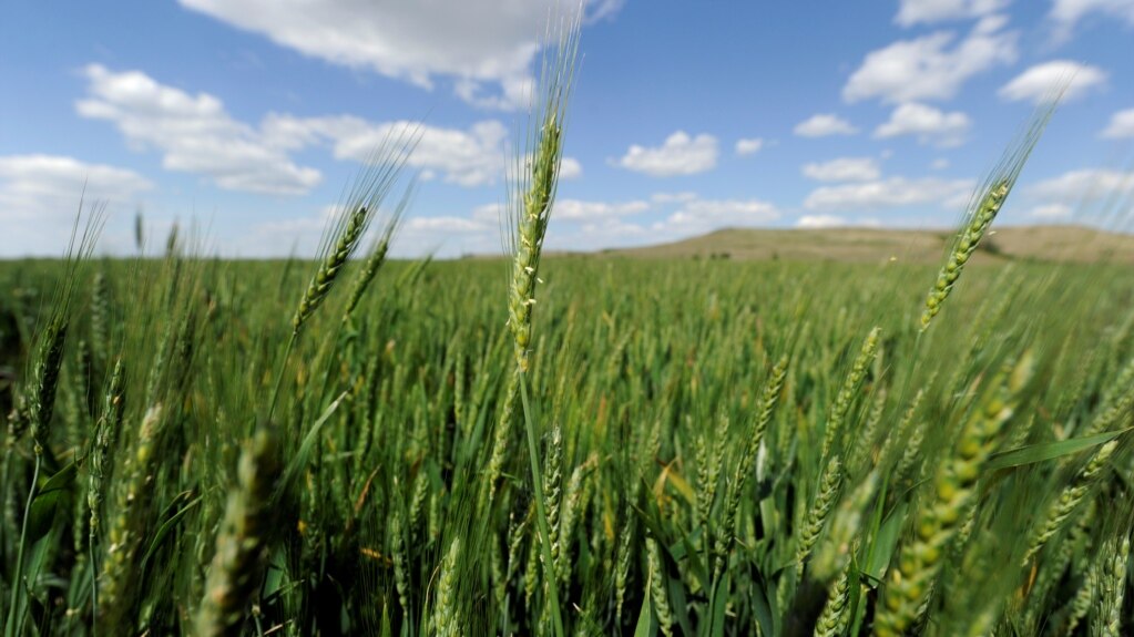 Hybrid Wheat May Lead to More Food without GMO Fears