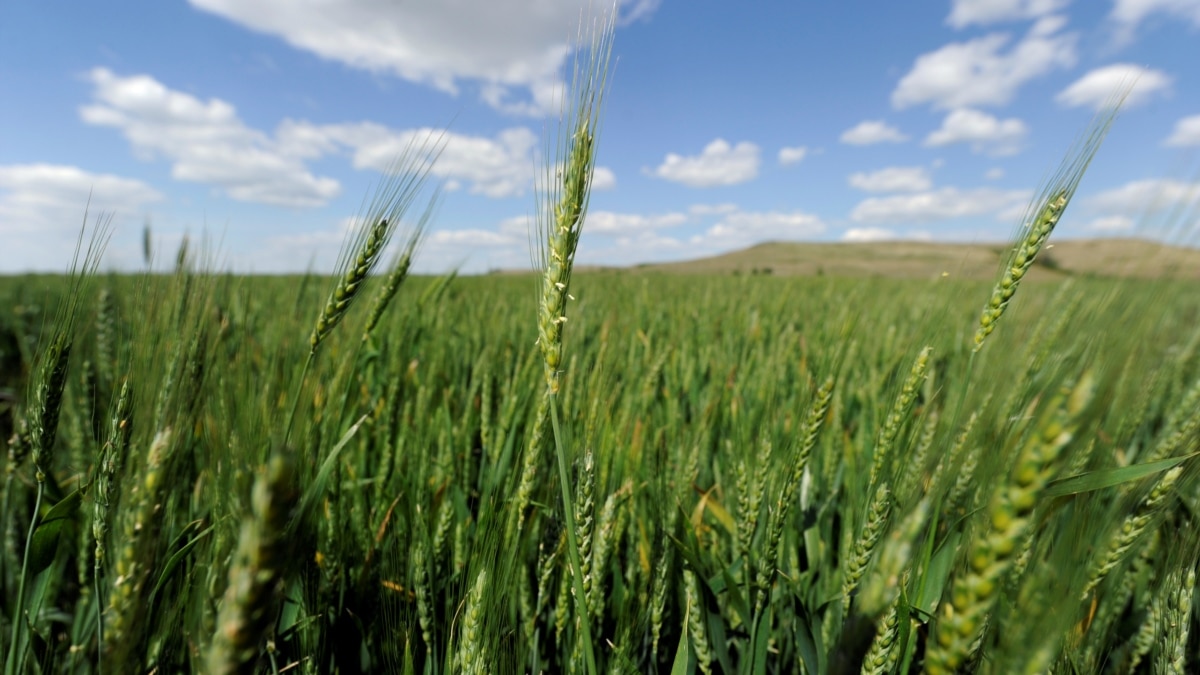 Hybrid Wheat May Lead to More Food without GMO Fears - Vimarsana News