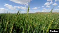 Hybrid wheat will be ready to harvest by mid-June at the bio-technology company Syngenta's research farm near Junction City, Kansas, U.S. May 4, 2017. (REUTERS/Dave Kaup)