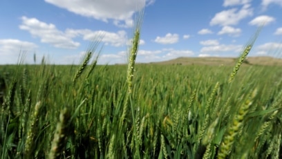 Hybrid Wheat May Lead to More Food without GMO Fears