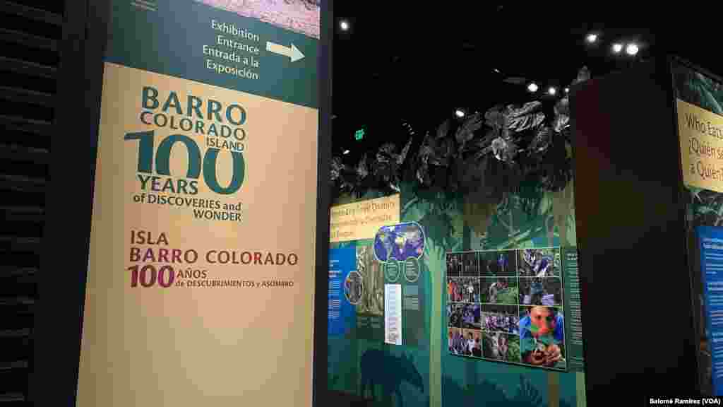 El Museo Nacional de Historia Natural de EEUU, con sede en Washington, inauguró una exhibición bilingüe en celebración al siglo de investigaciones científicas en la isla Barro Colorado de Panamá.