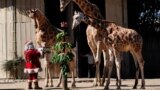 Giraffes Pali, Pepo and Fito receive a gift from Santa Claus during the Christmas celebration in The Aurora Zoo, in Guatemala City, Guatemala, Dec. 20, 2022. 