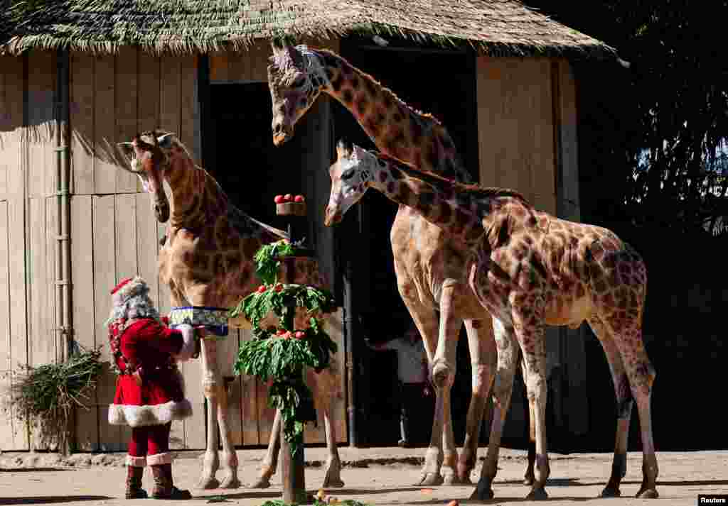 Jerapah Pali, Pepo dan Fito menerima hadiah dari Sinterklas saat perayaan Natal di The Aurora Zoo, di Guatemala City, Guatemala 20 Desember 2022. (Foto: REUTERS/Sandra Sebastian)