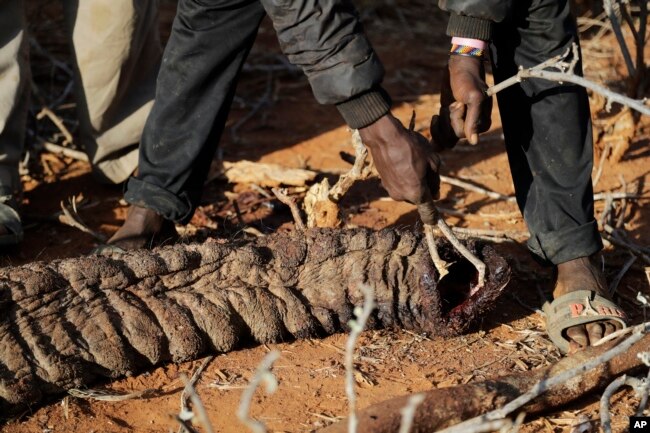 Locals touch the trunk of an elephant that was killed by Kenya Wildlife Service rangers after the elephant killed a woman while wandering for water and food in Loolkuniyani, Samburu County in Kenya on Oct. 16 2022. (AP Photo/Brian Inganga)