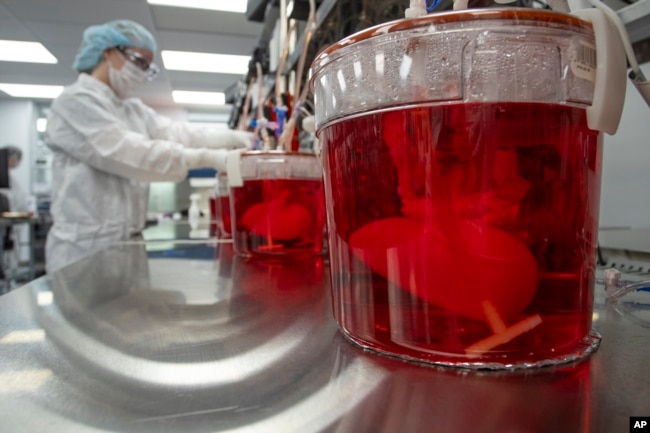 A technician works with bioreactors containing pig kidneys in a Micromatrix laboratory on Tuesday, Dec. 8, 2022, in Eden Prairie, Minn. (AP Photo/Andy Clayton-King)