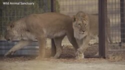 Војната во Украина ги погоди и зоолошките градини: Лавови од Одеса успешно пренесени во САД