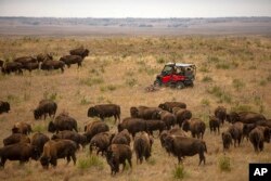 T.J. Heinert, assistant range manager of Wolakota Buffalo Range, takes aim to shoot a buffalo at the range near Spring Creek, S.D. on Friday, Oct. 14, 2022. (AP Photo/Toby Brusseau)