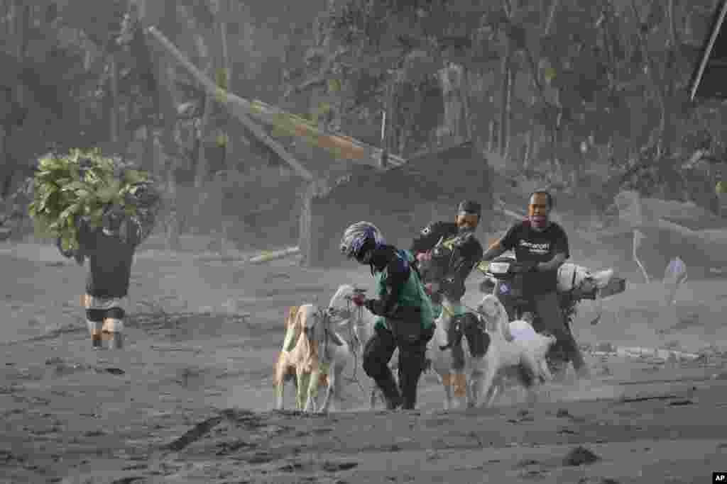 Луѓето го евакуираат добитокот од своето село по ерупцијата на планината Семеру во селото Кајар Кунинг, Лумајанг, Источна Јава, Индонезија.