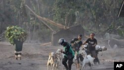 Warga mengevakuasi ternak dari desanya menyusul erupsi Gunung Semeru di desa Kajar Kuning, Lumajang, Jawa Timur, Senin, 5 Desember 2022. (AP/Imanuel Yoga)