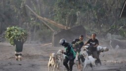 Warga mengevakuasi ternak dari desanya menyusul erupsi Gunung Semeru di desa Kajar Kuning, Lumajang, Jawa Timur, Senin, 5 Desember 2022. (AP/Imanuel Yoga)