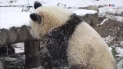 Հսկա պանդաները վայելում են ձյունը_1.mp4