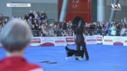 Sahipleriyle Dans Eden Köpekler Şampiyonluk Peşinde
