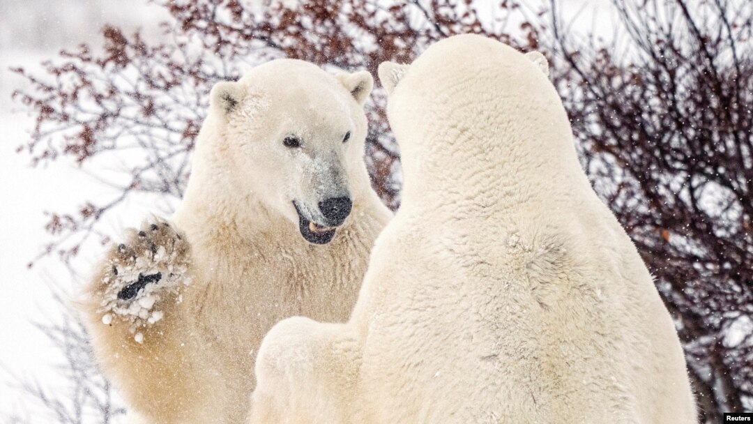 FILE - Polar bears spar near the Hudson Bay community of Churchill, Manitoba, Canada, Nov. 20, 2021. 