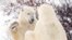 FILE - Polar bears spar near the Hudson Bay community of Churchill, Manitoba, Canada, Nov. 20, 2021. 