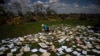 Seorang guru tampak mengeringkan buku-buku yang terendam selama badai Ian melanda La Coloma, Provinsi Pinar del Rio, Kuba, pada 5 Oktober 2022. (Foto: AP/Ramon Espinosa)